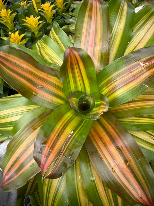 Bromeliad -Neoregelia ‘Freddy’