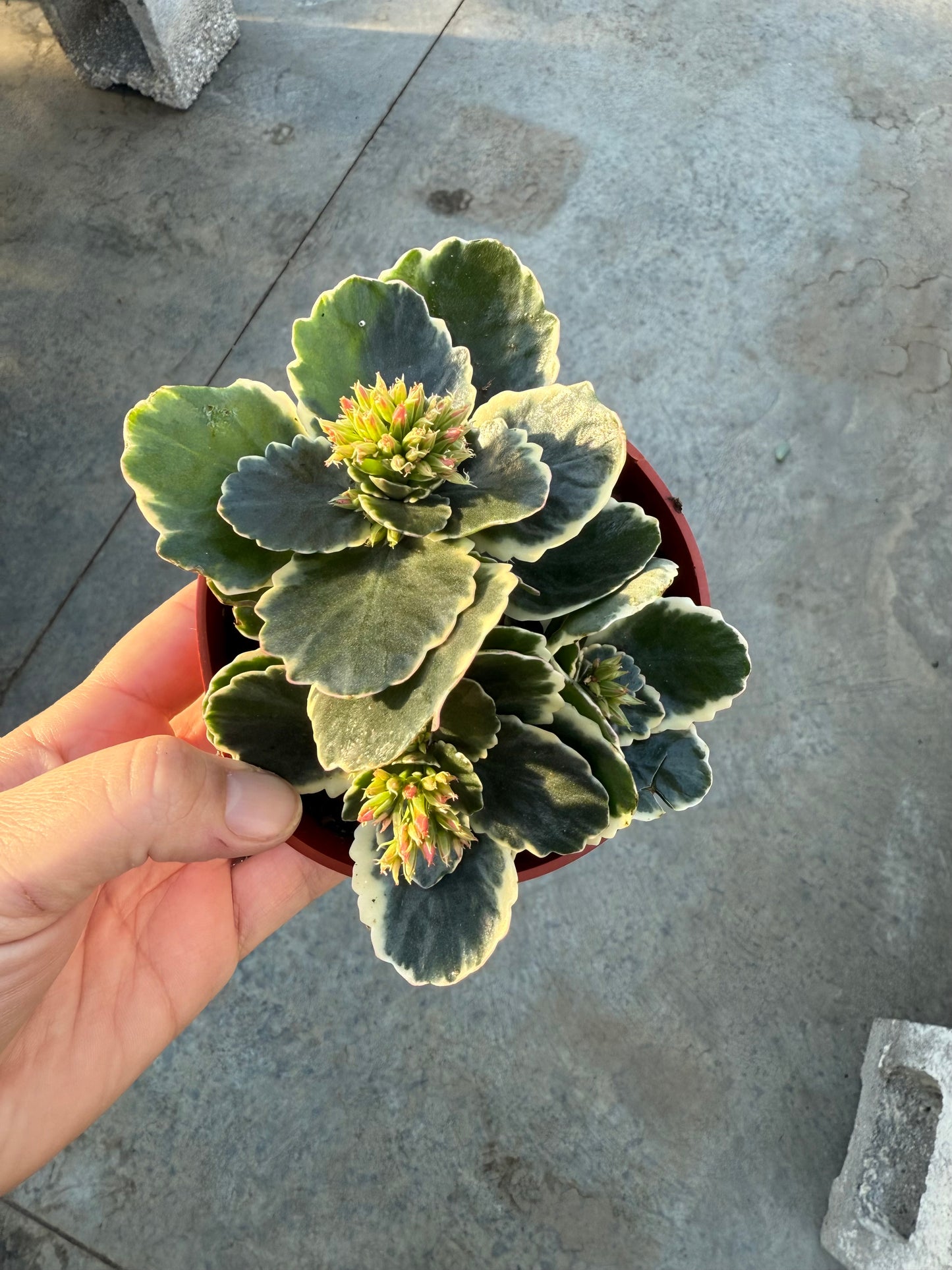 Kalanchoe blossfeldiana Variegata