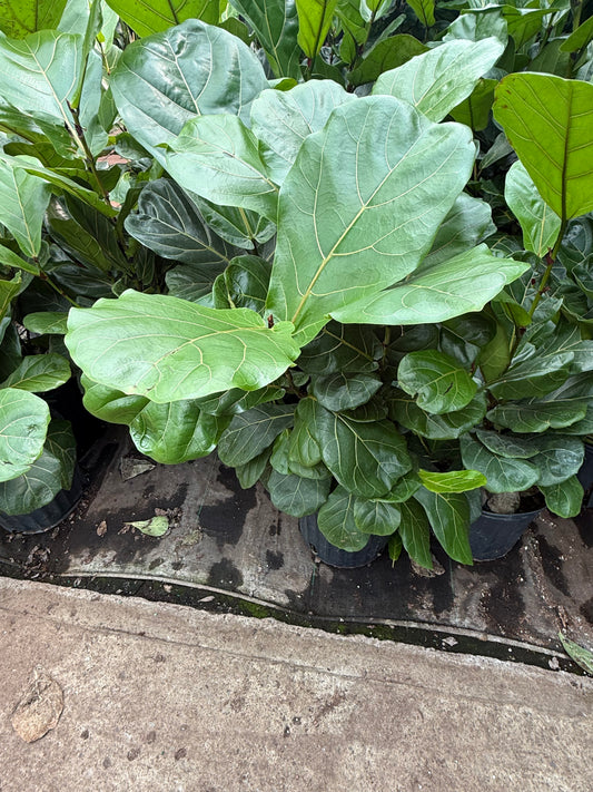 Ficus lyrata (forme buisson)