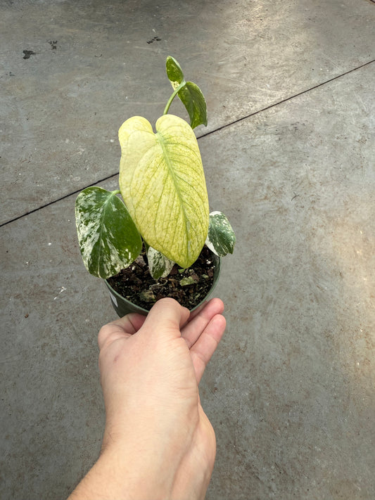 Monstera ‘White Monster’