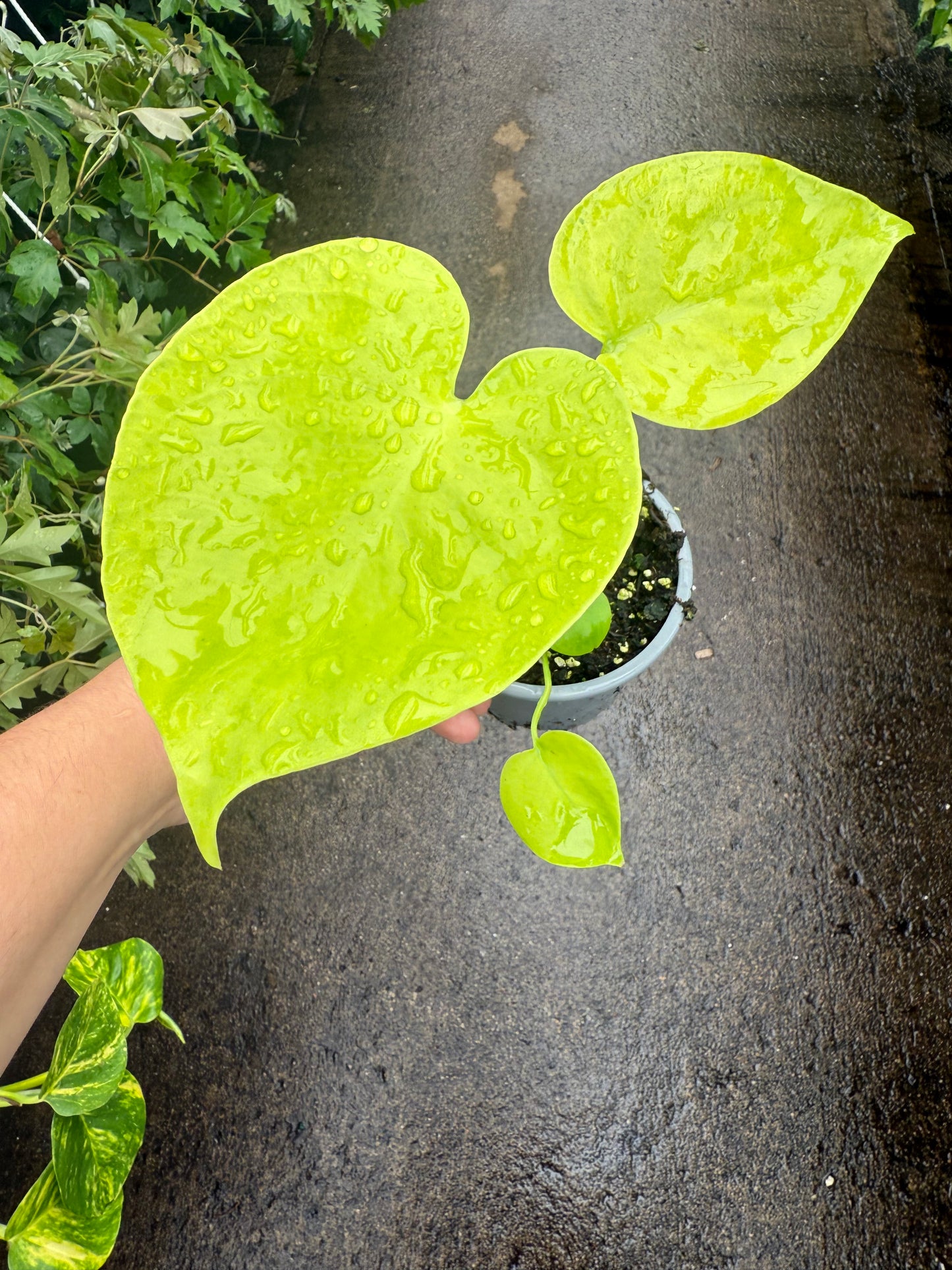 Monstera deliciosa ‘Super Golden’