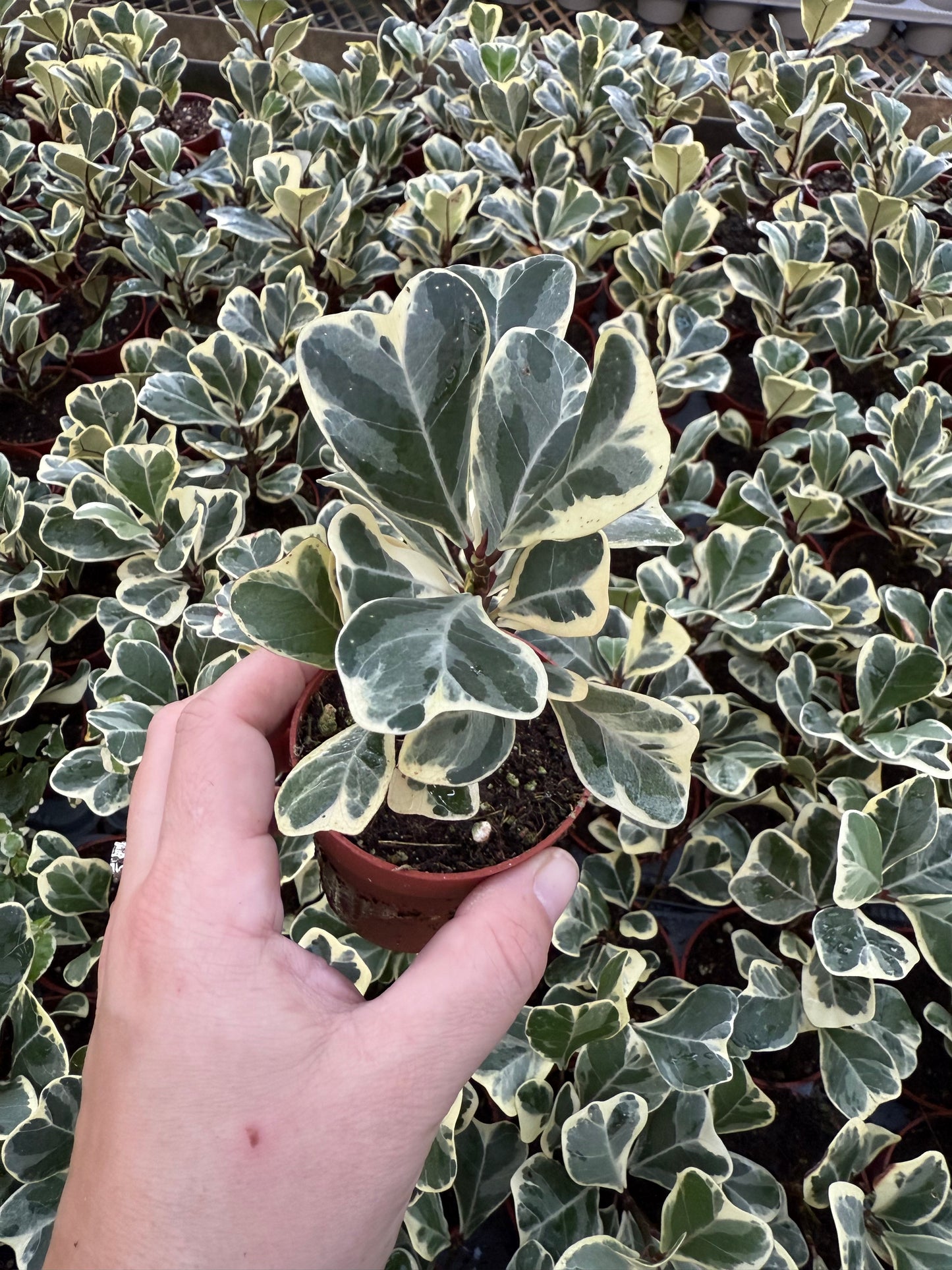 Ficus Triangularis