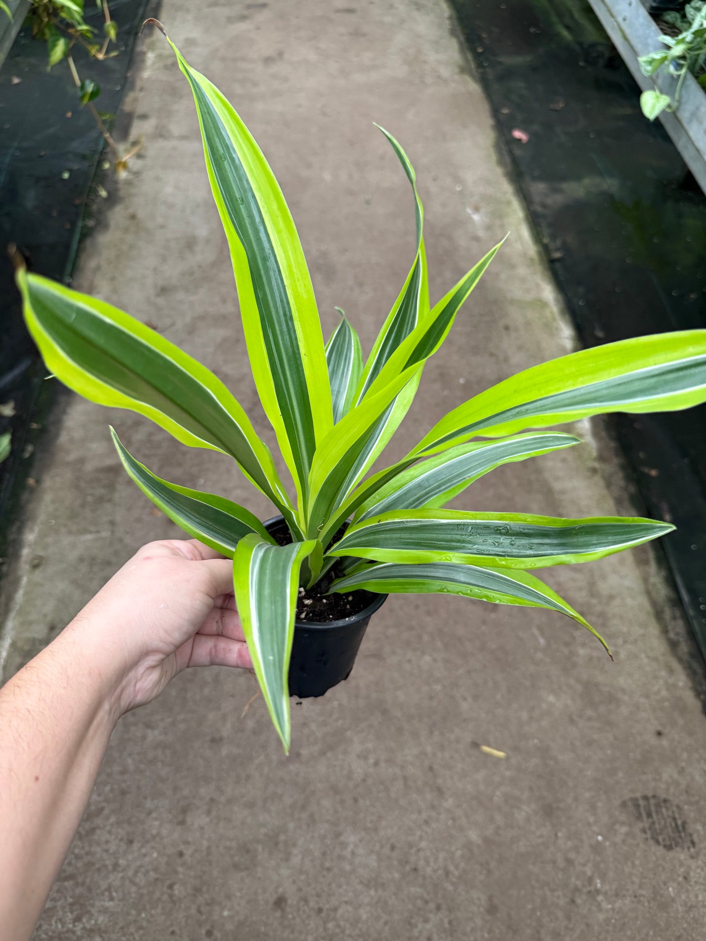 Dracaena ‘Lemon Lime’