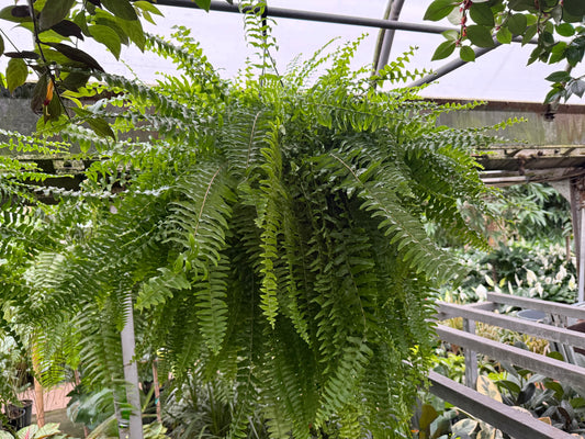 Boston Fern