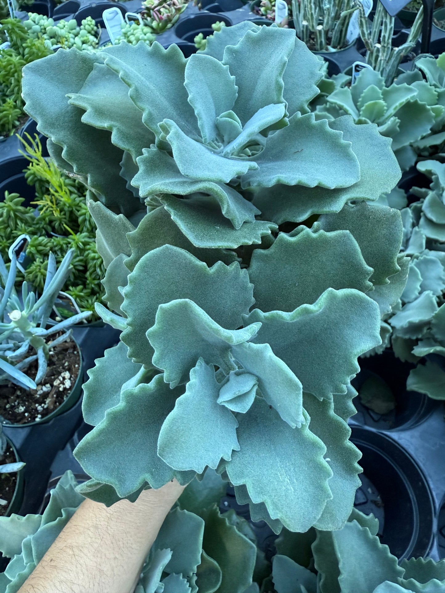 Kalanchoe ‘Millotii’