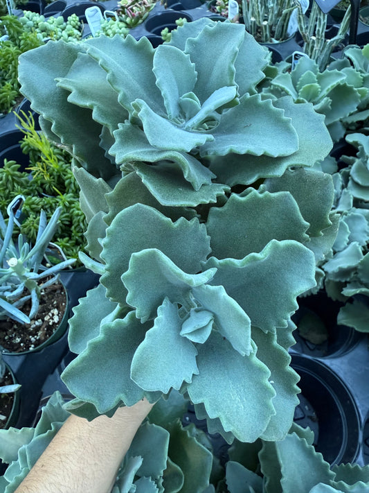 Kalanchoe ‘Millotii’