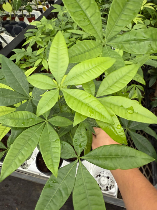 Pachira aquatique 'Tressé' – Tresse d'arbre à argent (Mini)