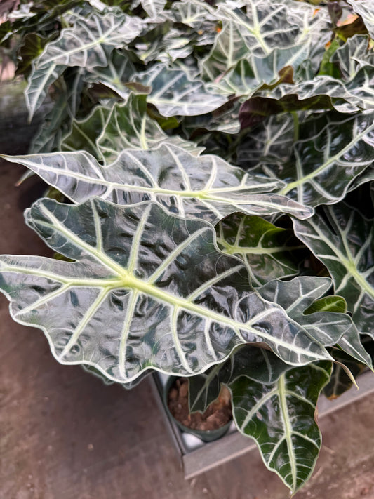 Alocasia Amazonica ‘Polly’