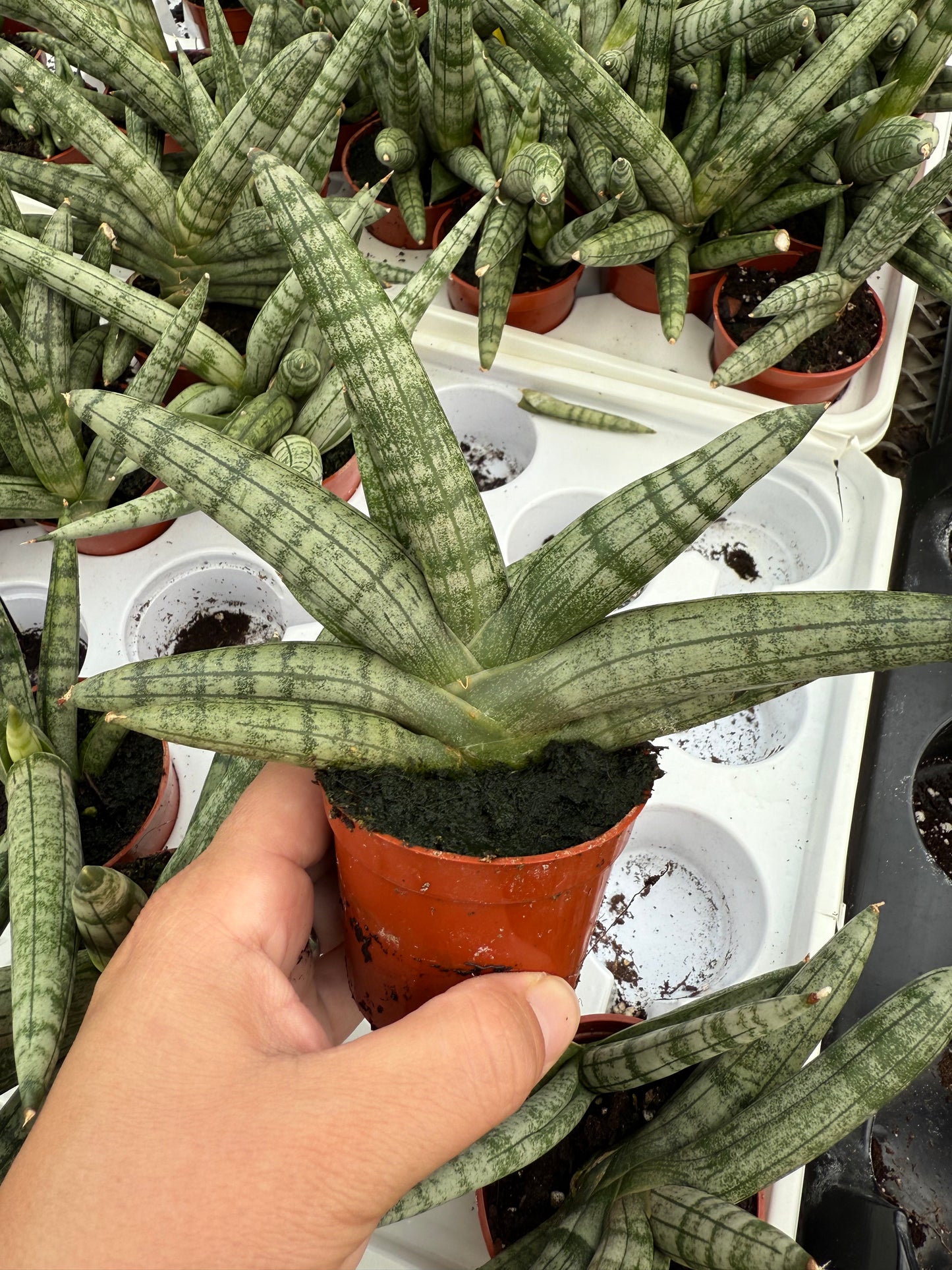 Sansevieria ‘Starfish’