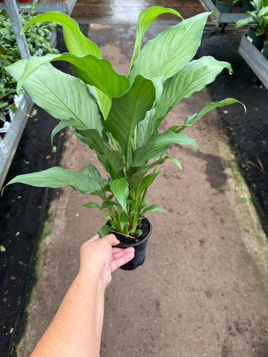 Spathiphyllum ‘Platinum Mist’