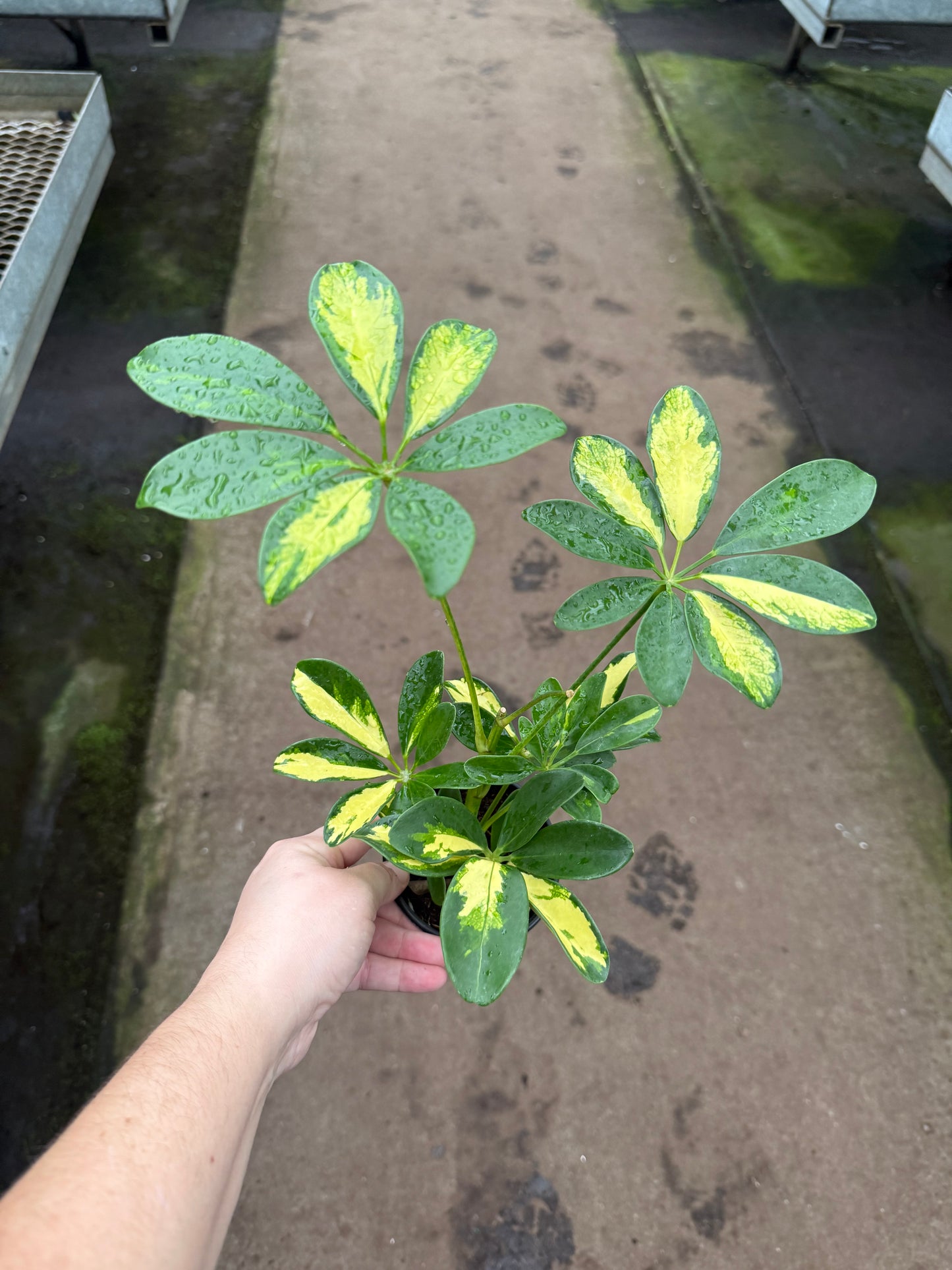 Schefflera ‘Gold Capella’