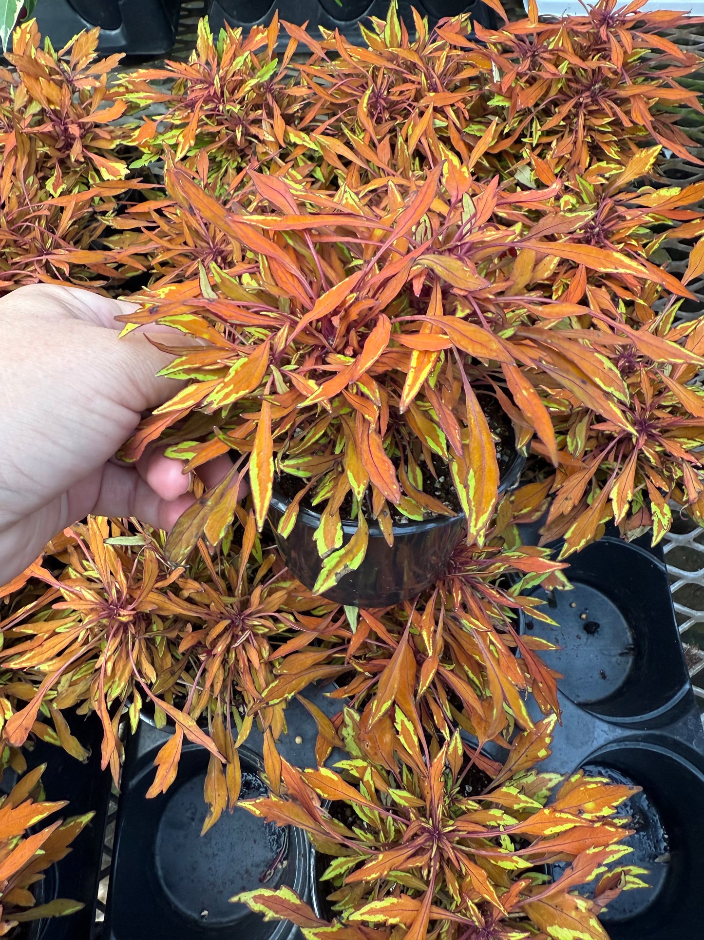 Coleus