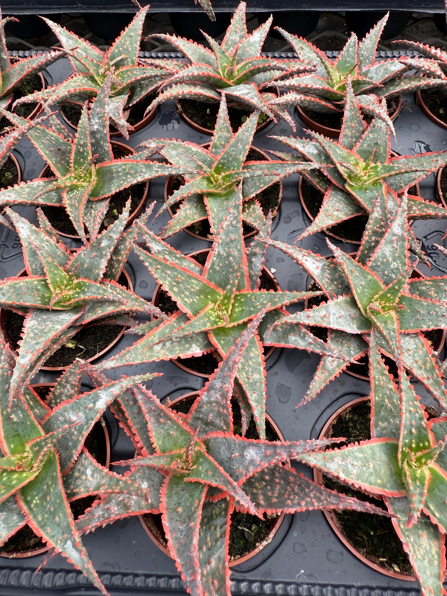 Aloe ‘Christmas Carol’