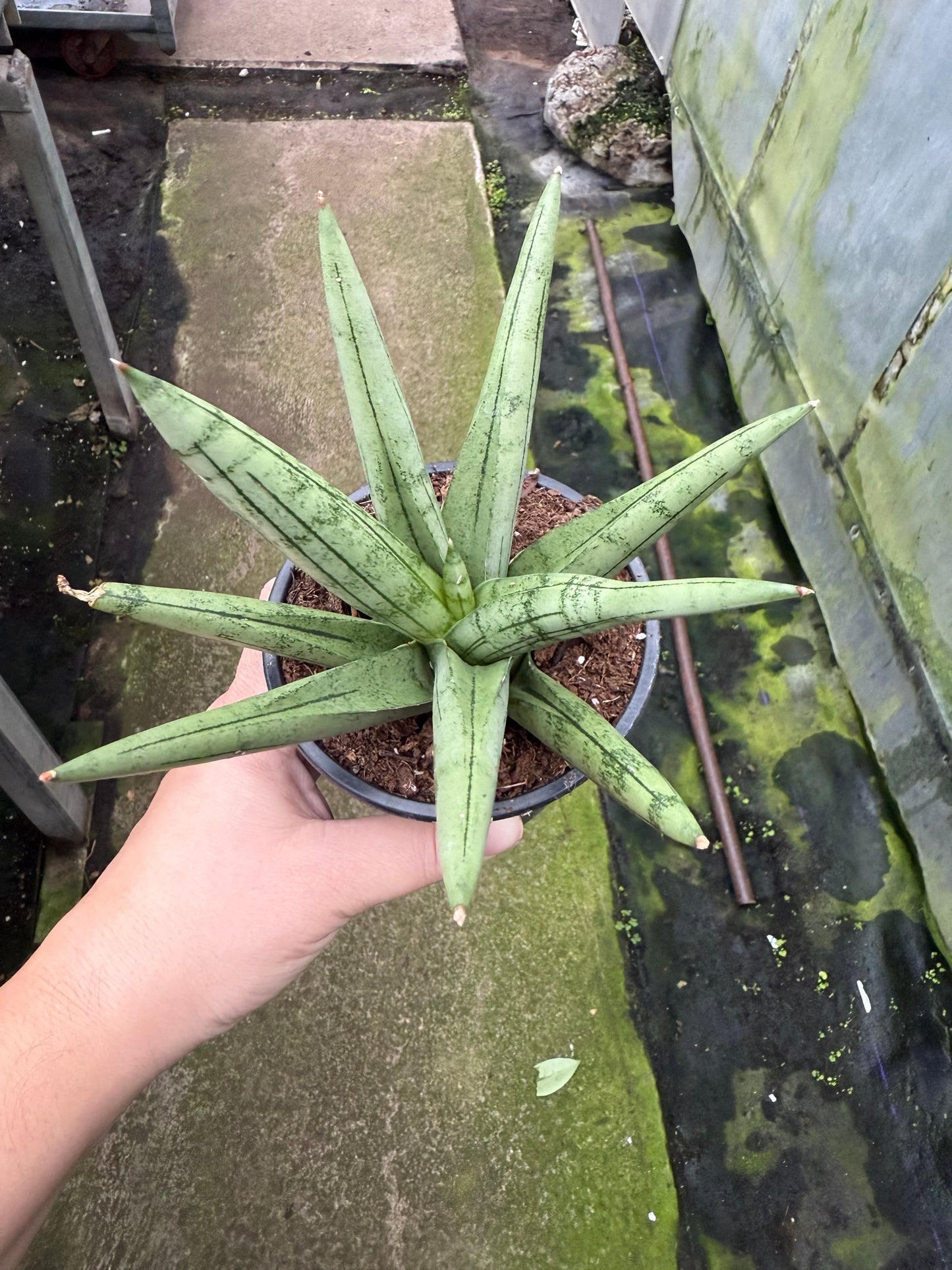 Sansevieria ‘Rockman’
