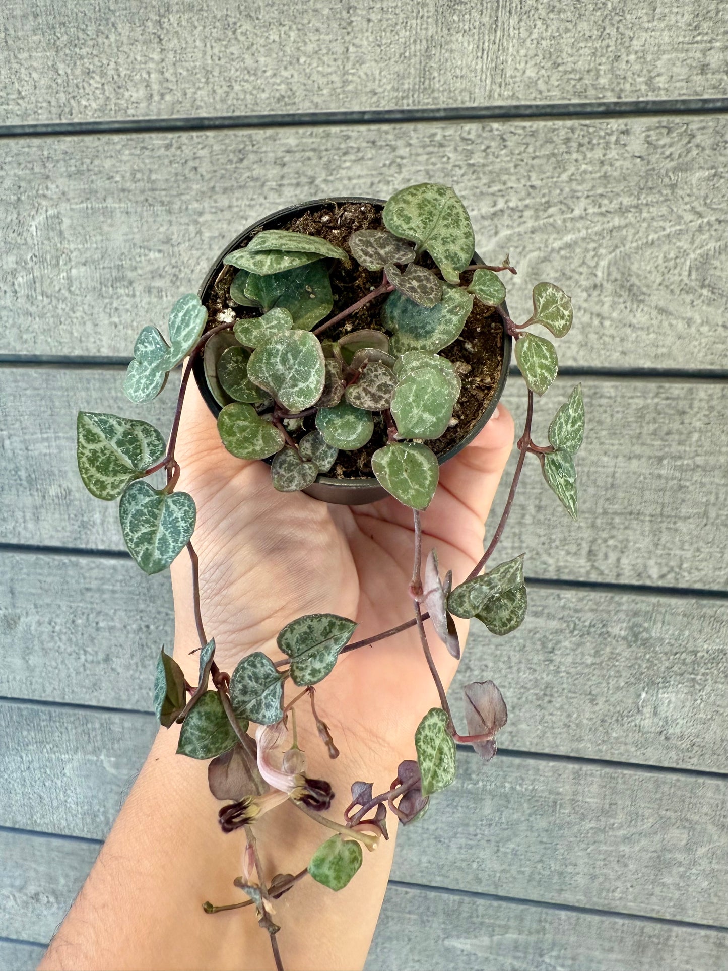 Ceropegia woodii – String of Hearts