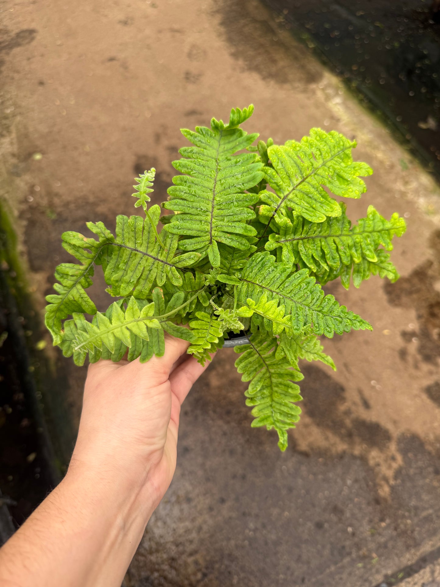 Caterpillar Fern