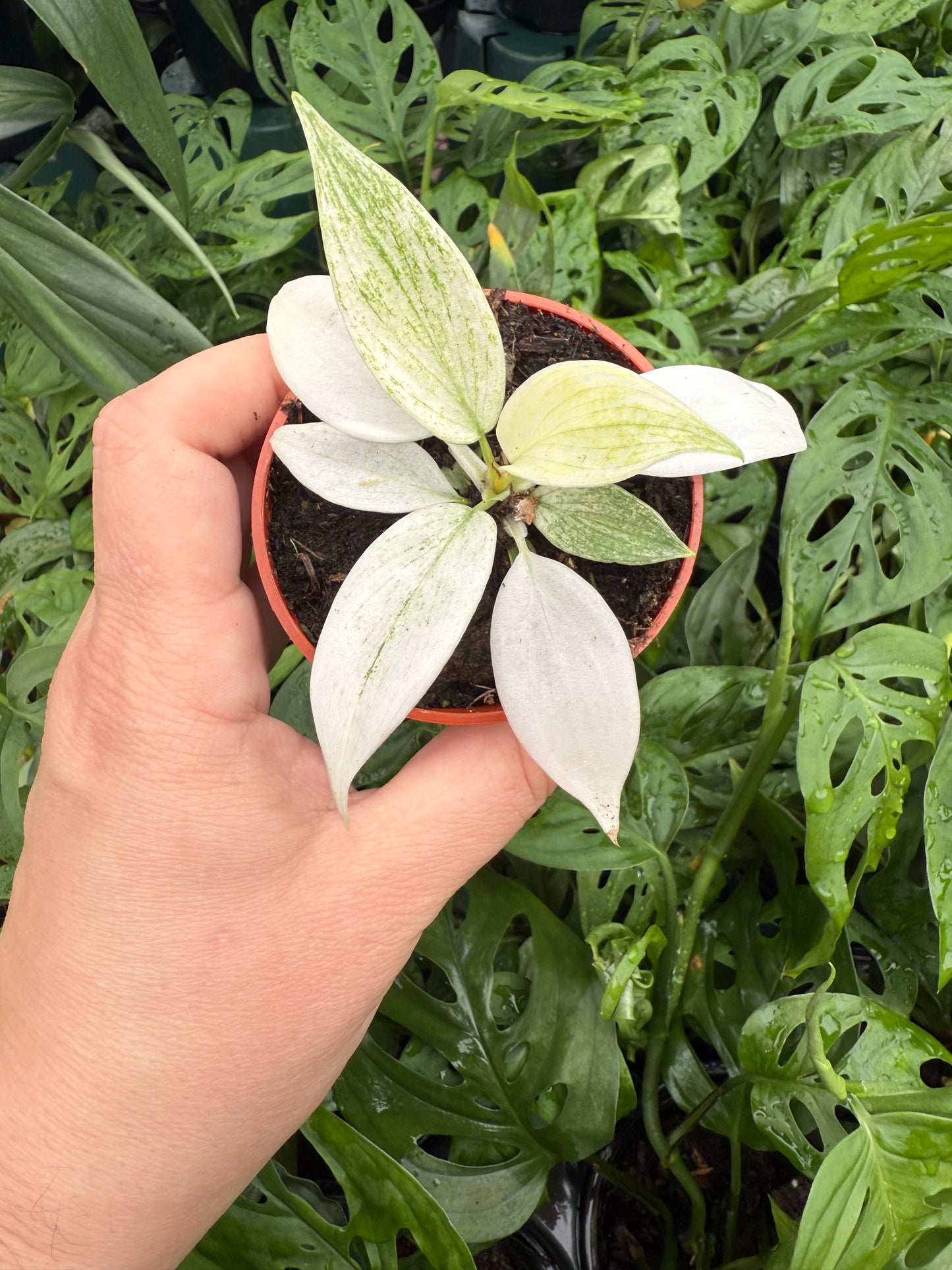 Philodendron ‘Yellow Ghost’