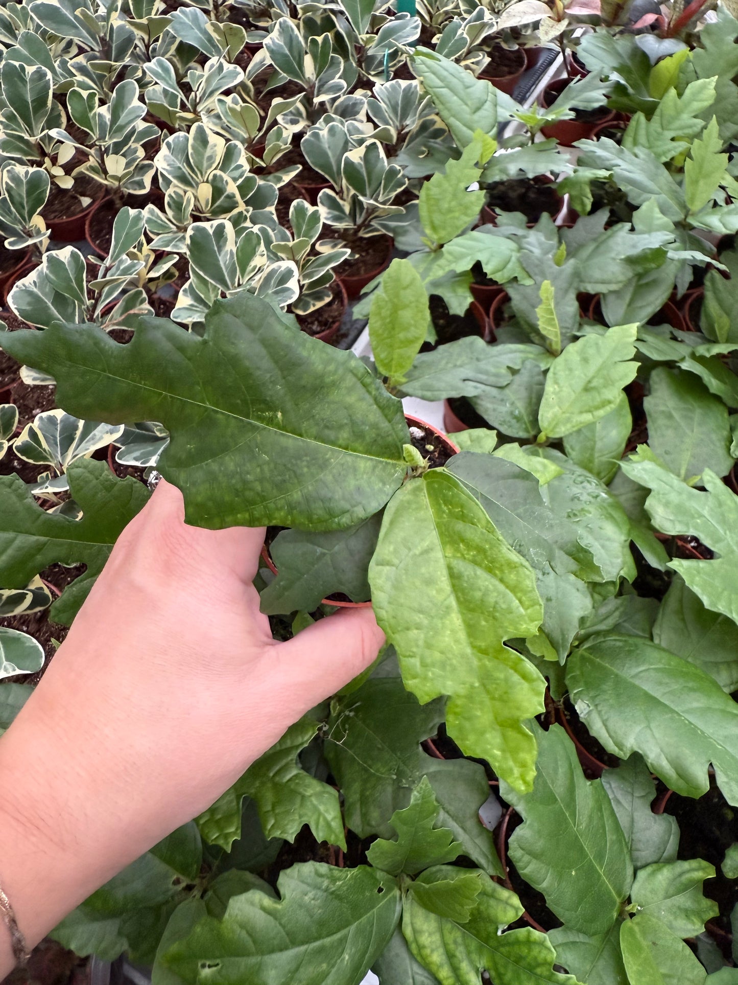 Ficus montana Oak Leaf