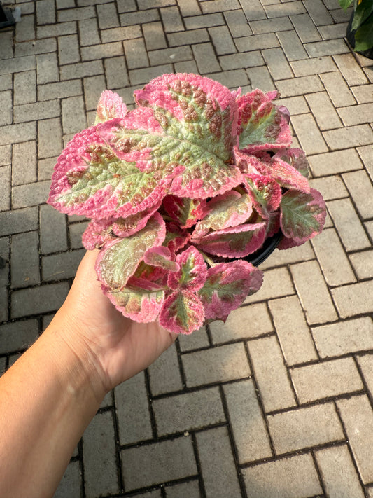 Episcia “Pink Brocade”
