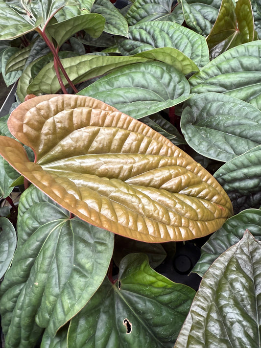 Anthurium radicans × luxurians