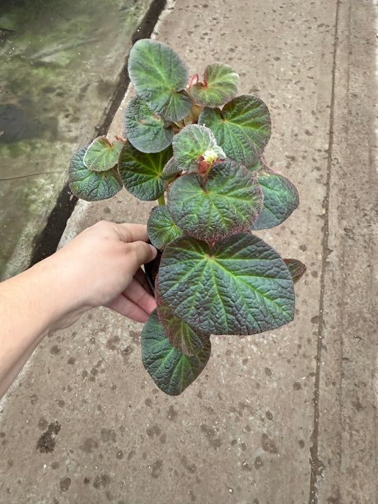 Begonia ‘Manaus’