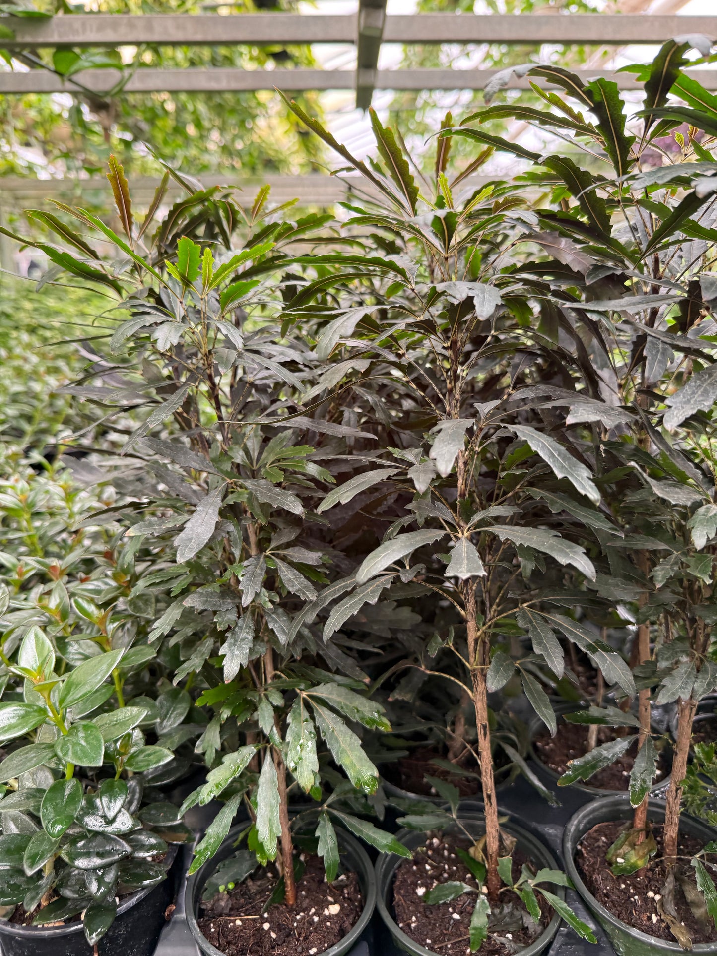 Aralia Elegantissima