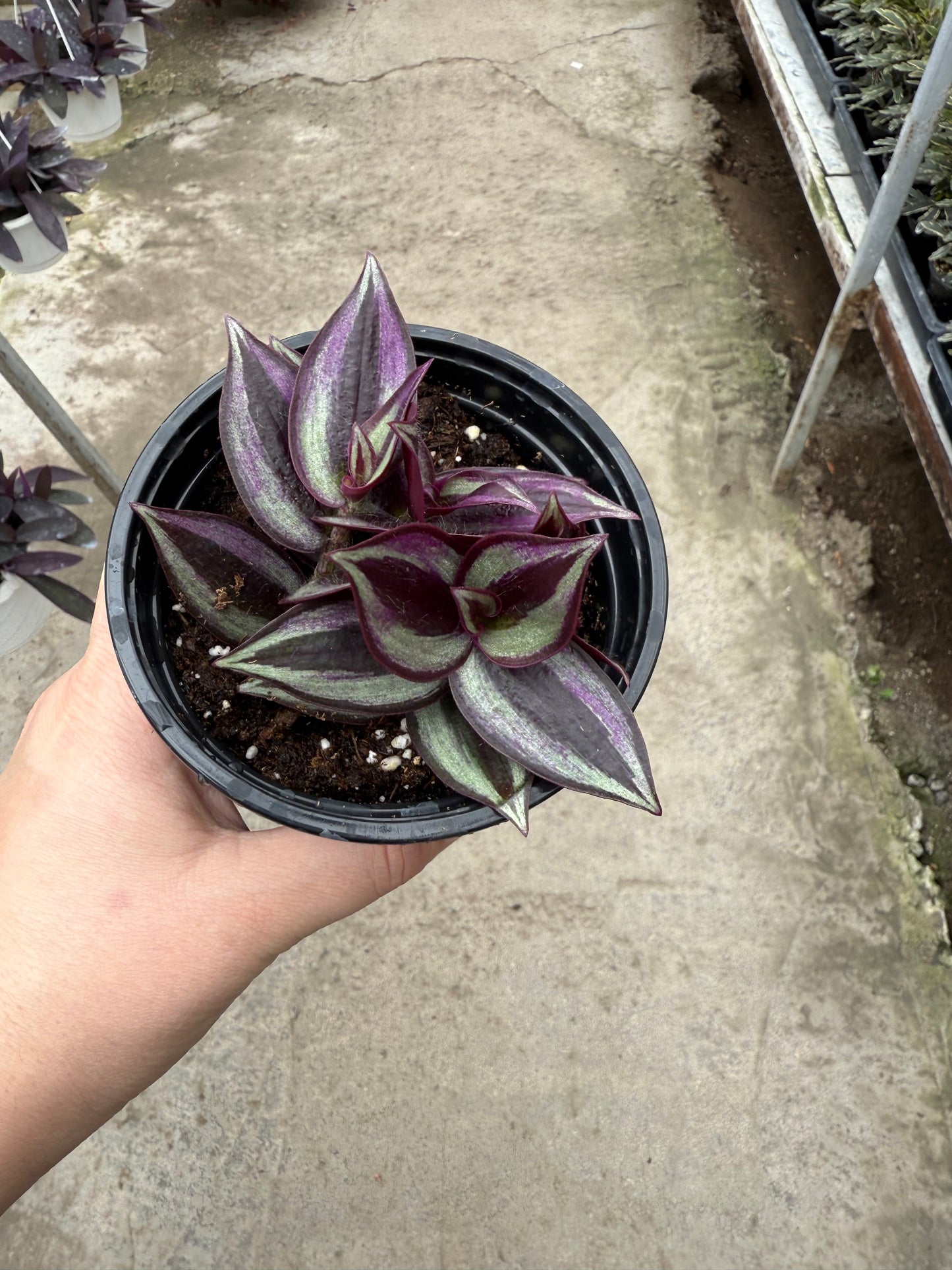 Tradescantia Zebrina