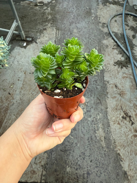 Crassula Pyramidalis ‘Spiralis’