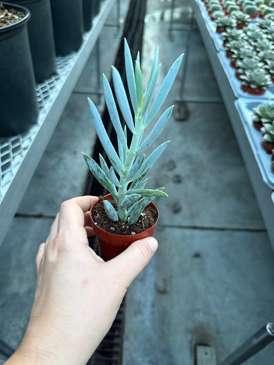 Senecio Blue Mini