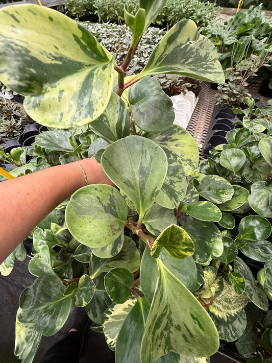 Peperomia Marble