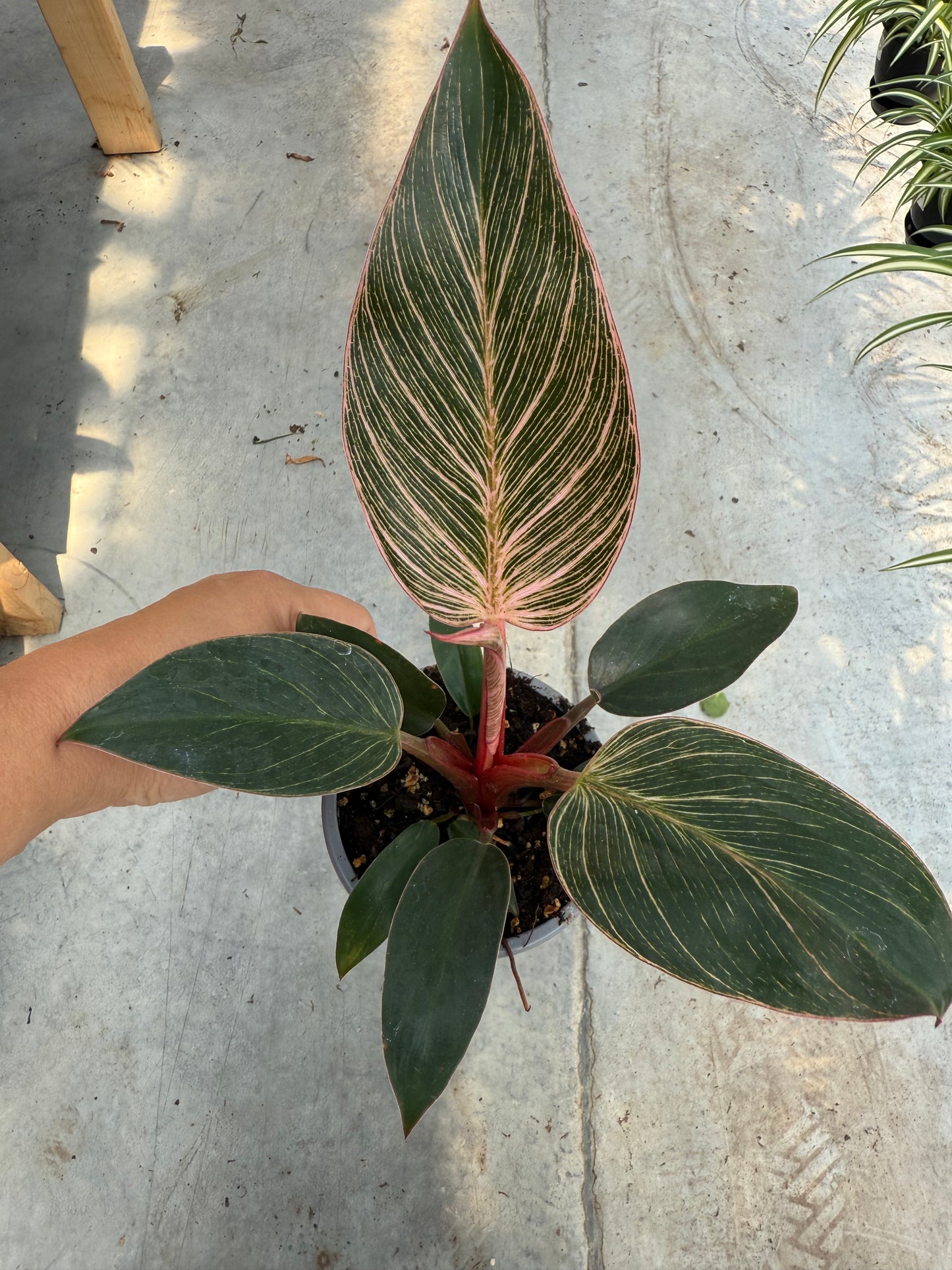 Philodendron ‘Pink Birkin’