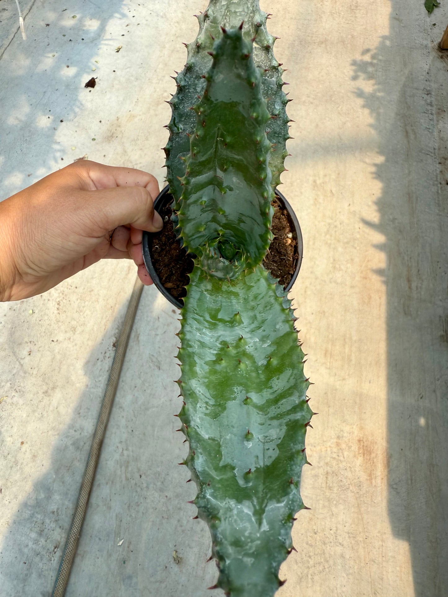 Aloe aculeata ‘White Thorn’