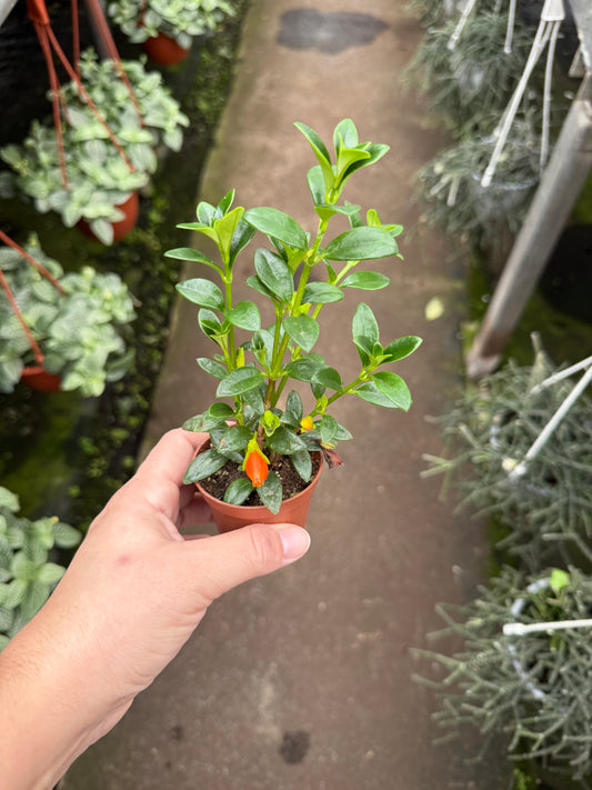 Hypocyrta glabra – Plante poisson rouge