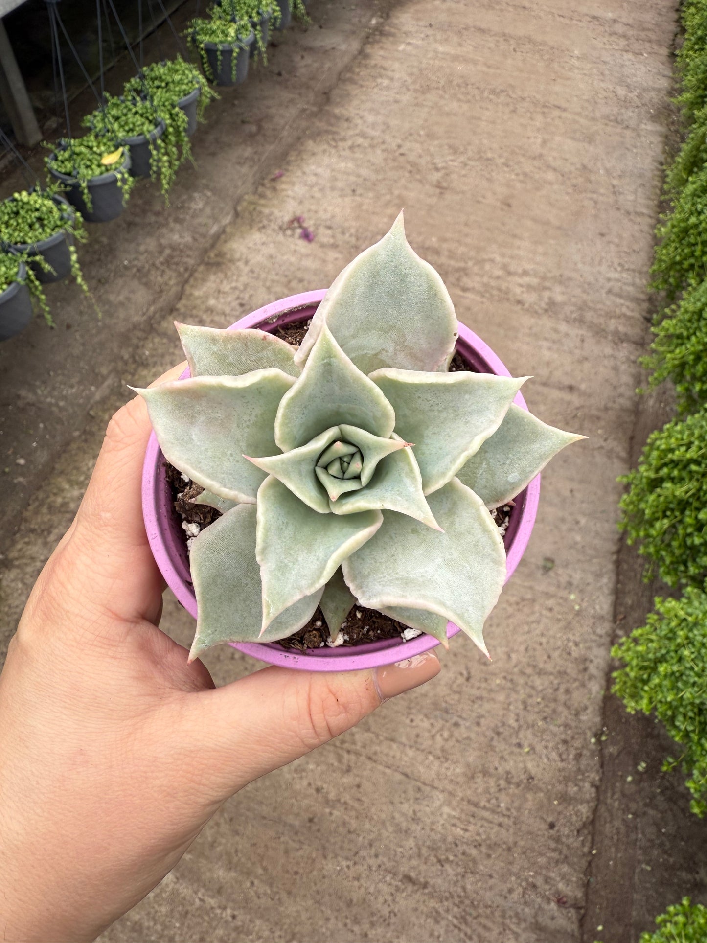 Echeveria ‘Ghost’