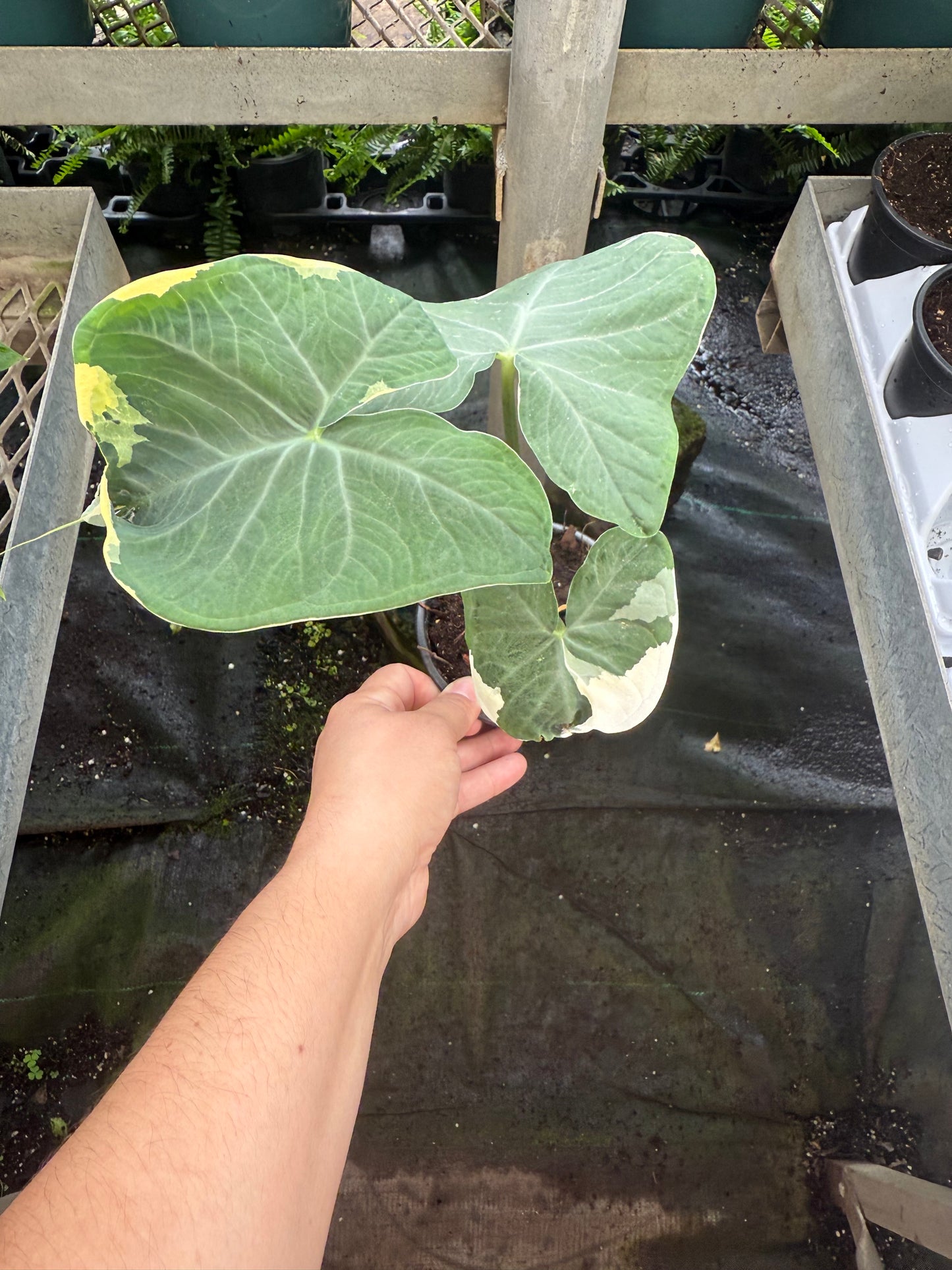 Alocasia 'Mickey Mouse' Panaché