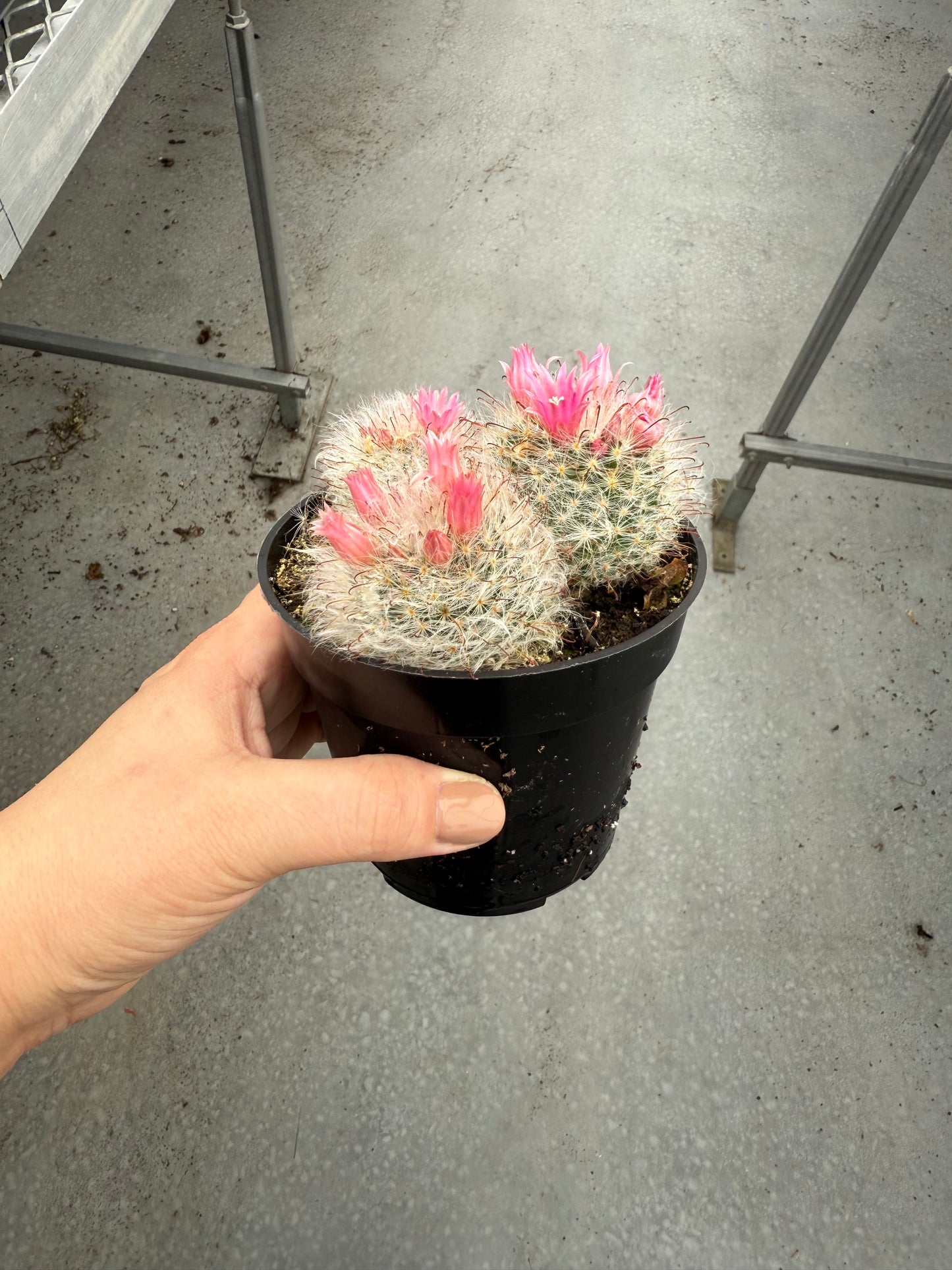 Mammillaria bocasana ‘Rosea’