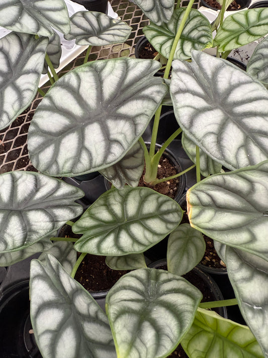 Alocasia Silver Dragon