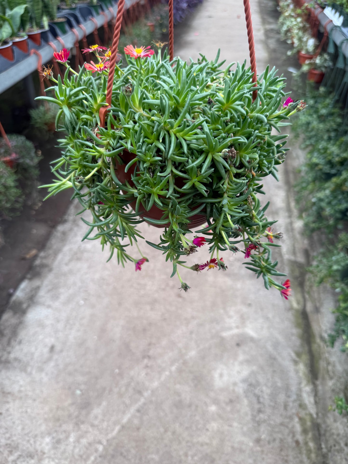 Delosperma Cooperi