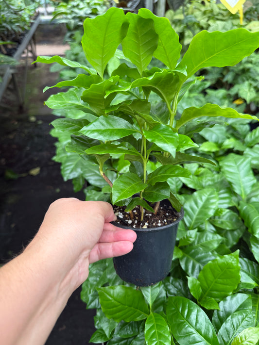 Coffee Plant
