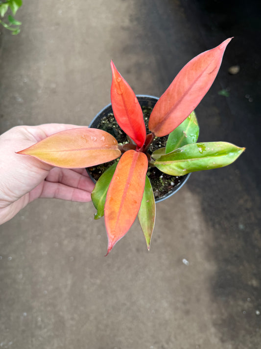 Philodendron ‘Prince of Orange’
