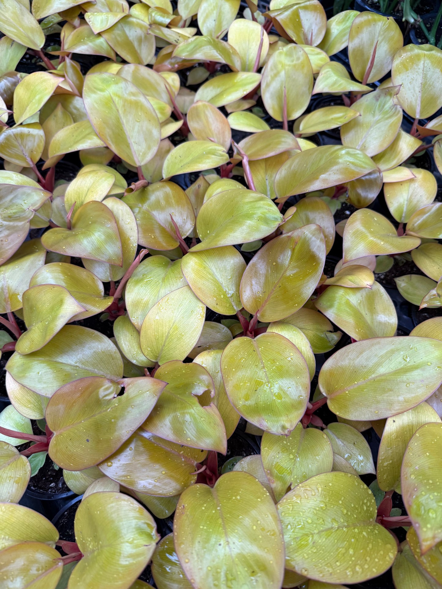 Philodendron ´Mars’