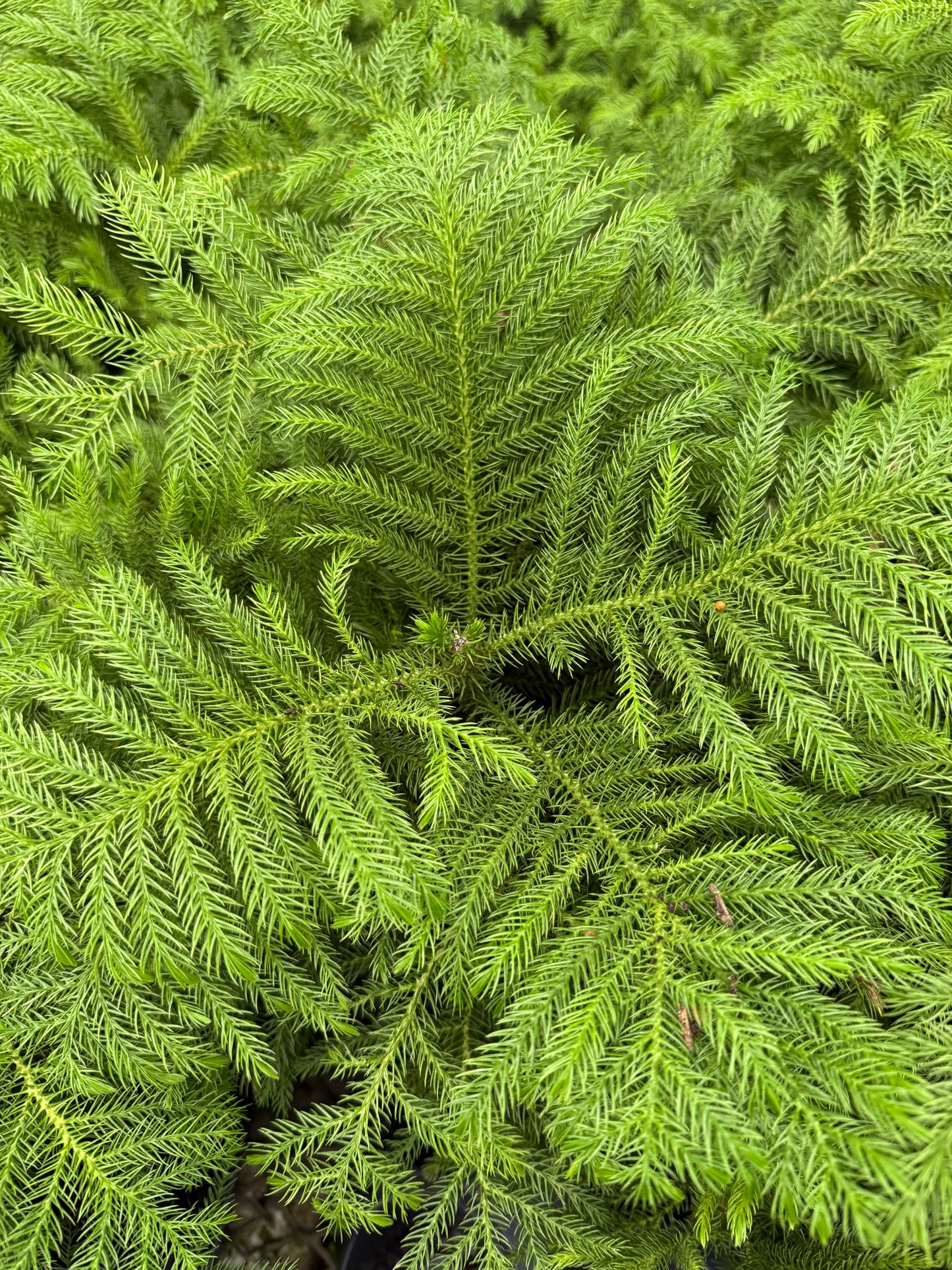 Araucaria – Norfolk Pine