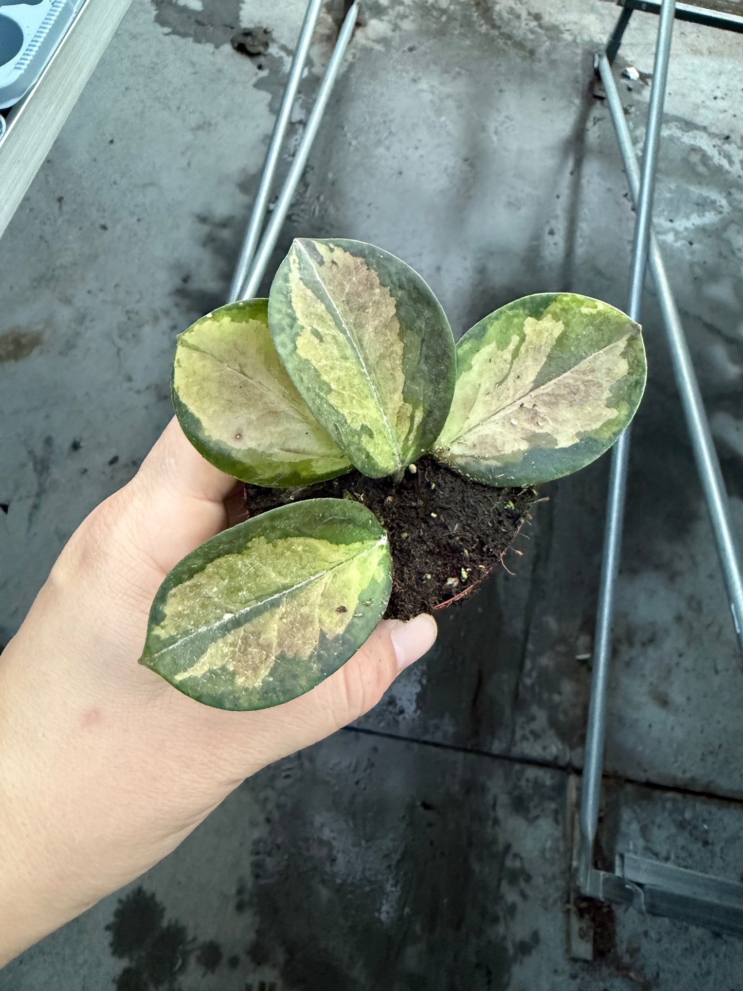 Hoya australis ‘Tricolor’