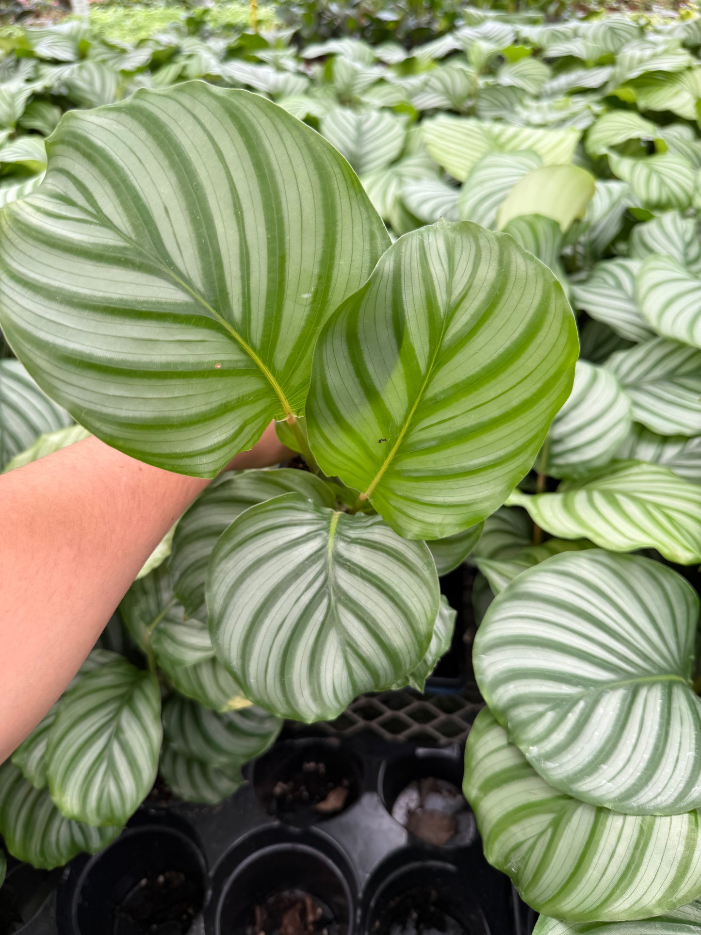 Calathea Orbifolia