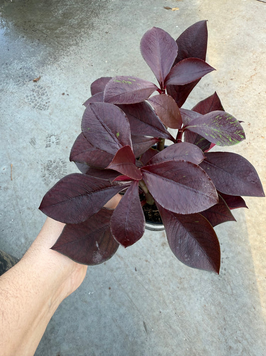 Euphorbia Synadenium Rouge