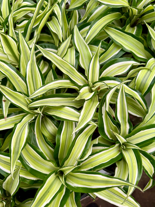 Dracaena ˋJade Jewel’