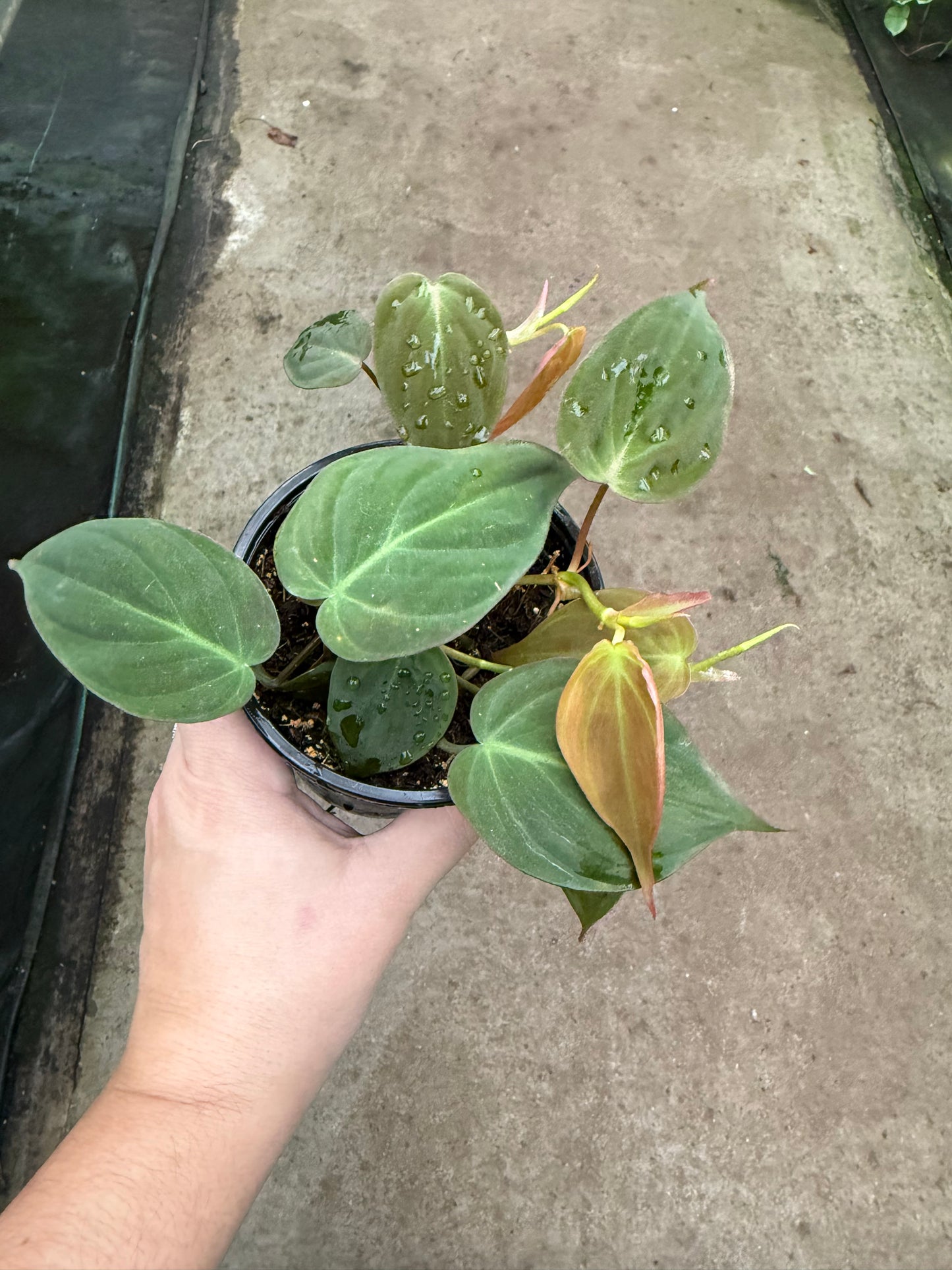 Philodendron ‘Micans’
