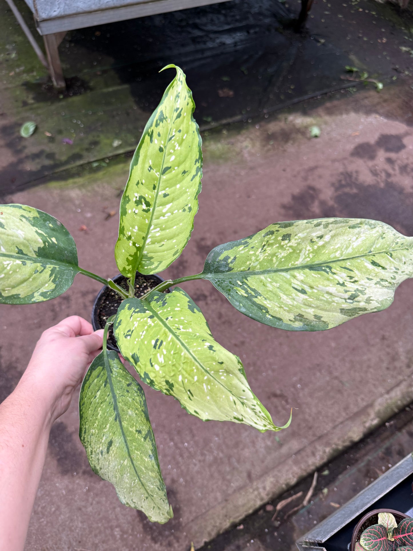 Dieffenbachia ‘Picasso’