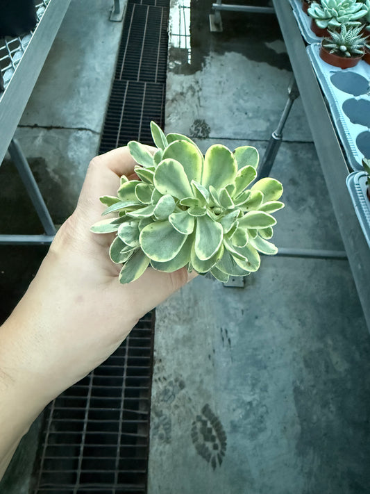 Echeveria ‘Arco’