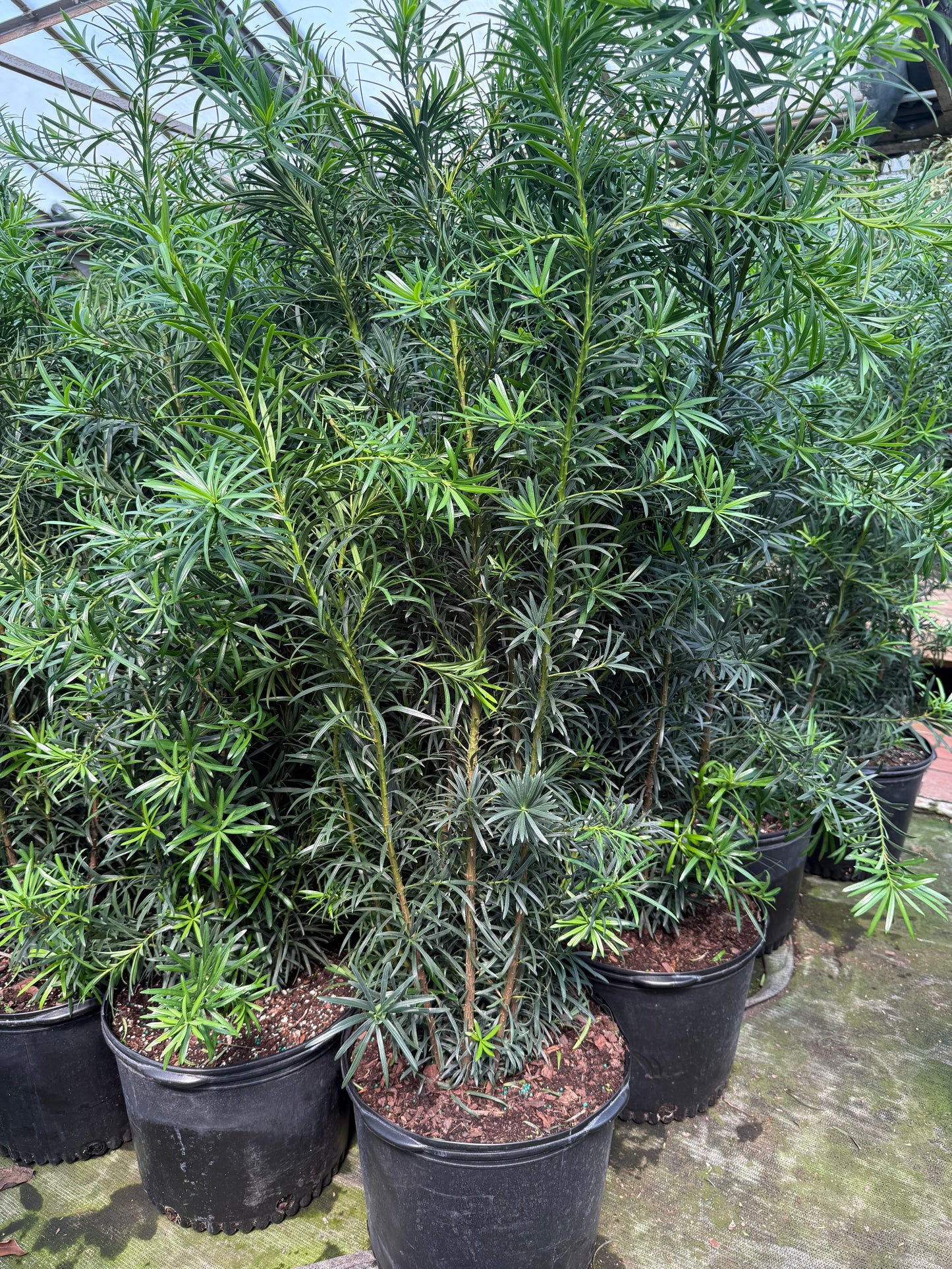 Podocarpus macrophyllus ‘Maki’